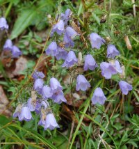 Harebells campanula pusilla